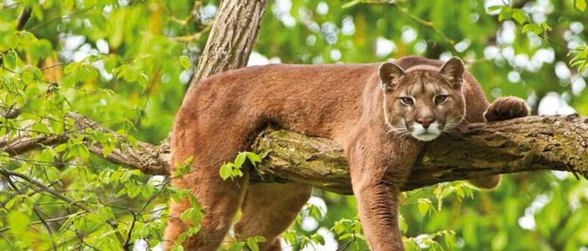 Pumas more social than previously thought