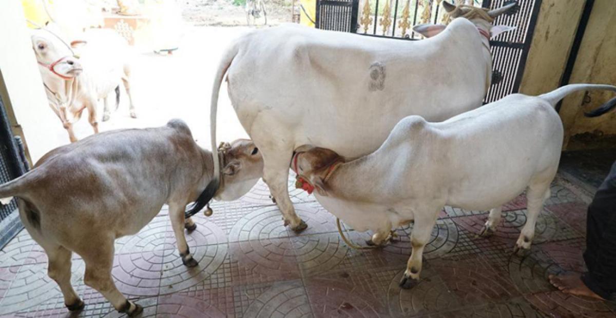 Promoting surrogacy to save Ongole bulls, Punganur cows