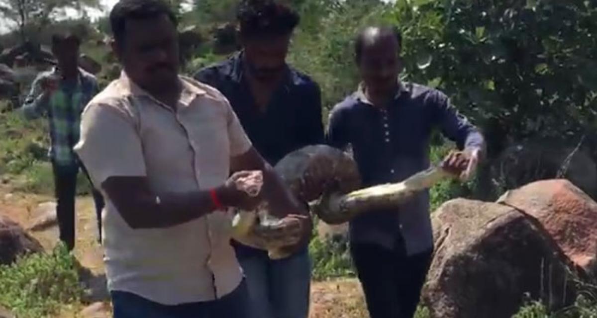 Python swallows lamb