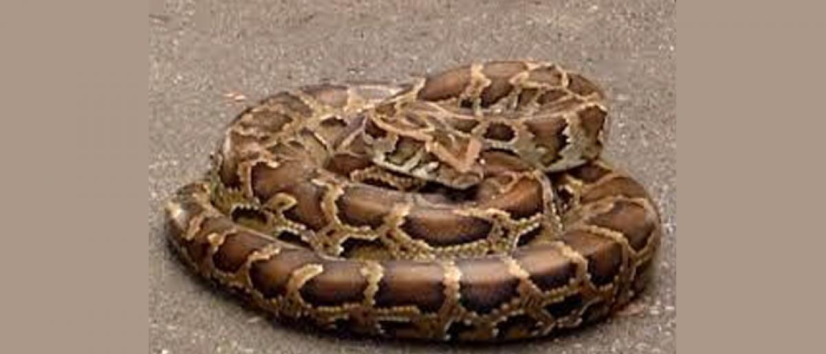 10 feet long python rescued from bus depot at Raj Ghat in New Delhi