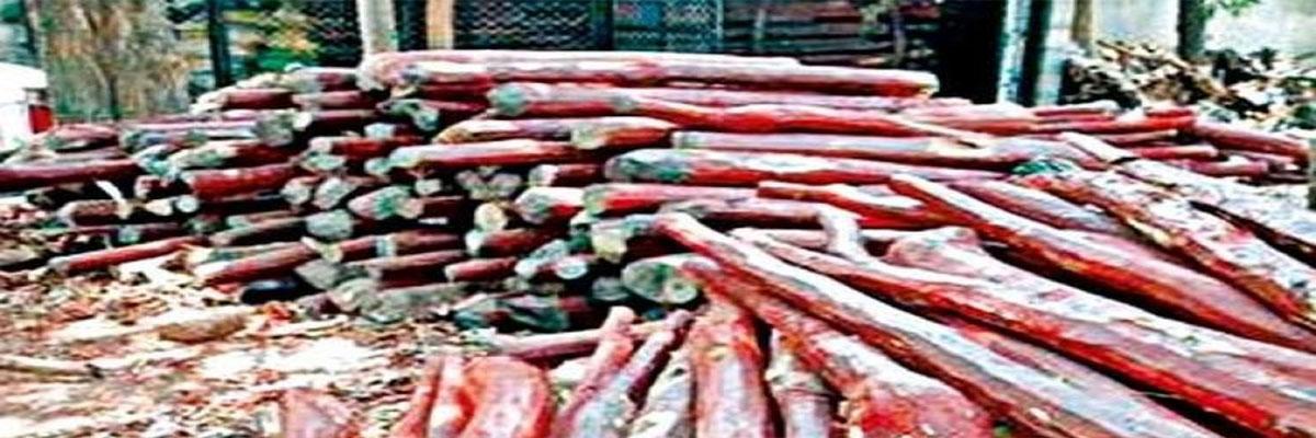 Red sanders worth Rs 5 crore seized, 3 smugglers held