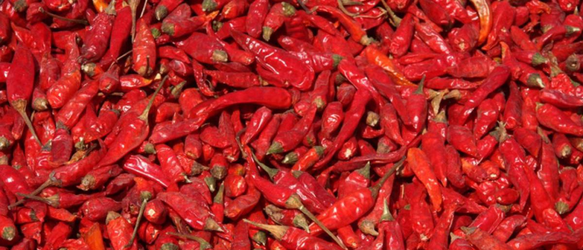 Rising chilli prices bring respite to growers