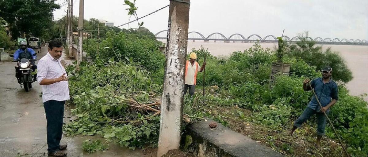 Rajamahendravaram Municipal Corporation removes bushes along river bund