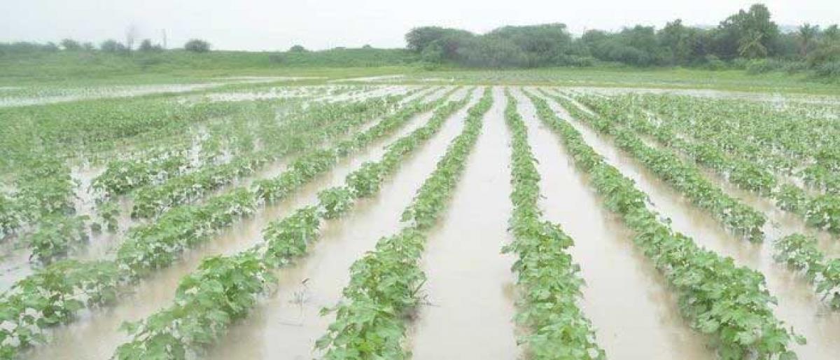 Rains revive farmers hopes