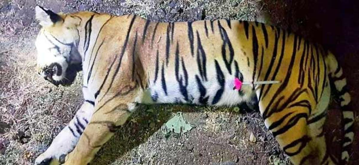 Tigress Avni was killed to save Anil Ambanis project: Raj Thackeray