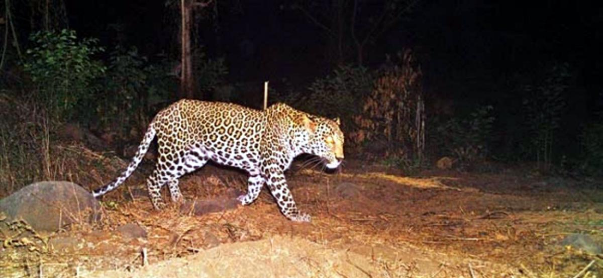 34 leopards die each year in Rajasthan: report