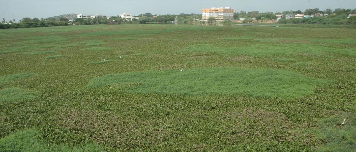 Hyacinth removal to start at Ramkisthapuram Lake