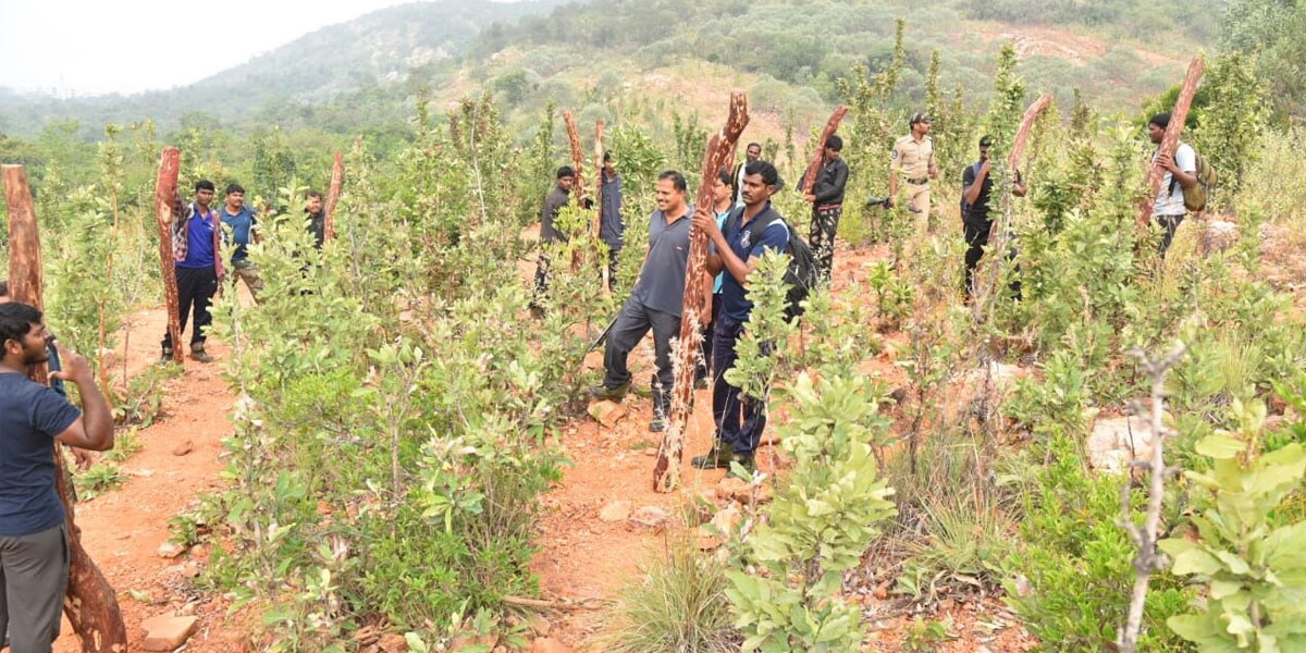 14 red sanders logs recovered by RSASTF in Tirupati