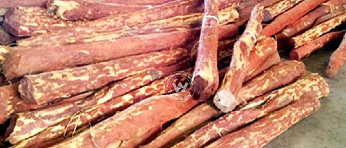 7 red sanders logs seized, 2 held in Tirupati