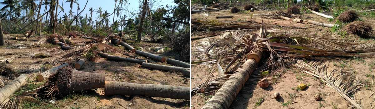 Removal of uprooted trees became a big task