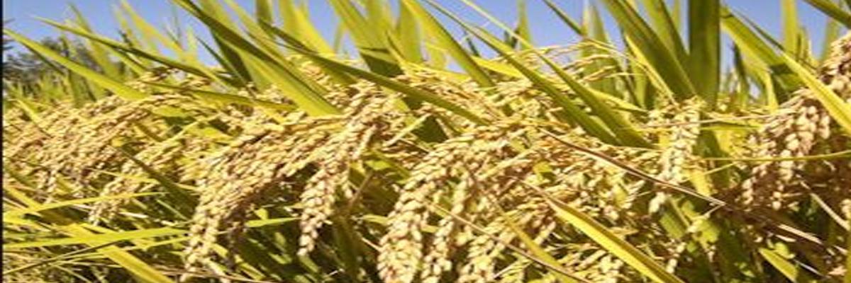 New way to grow rice plant clones from seeds