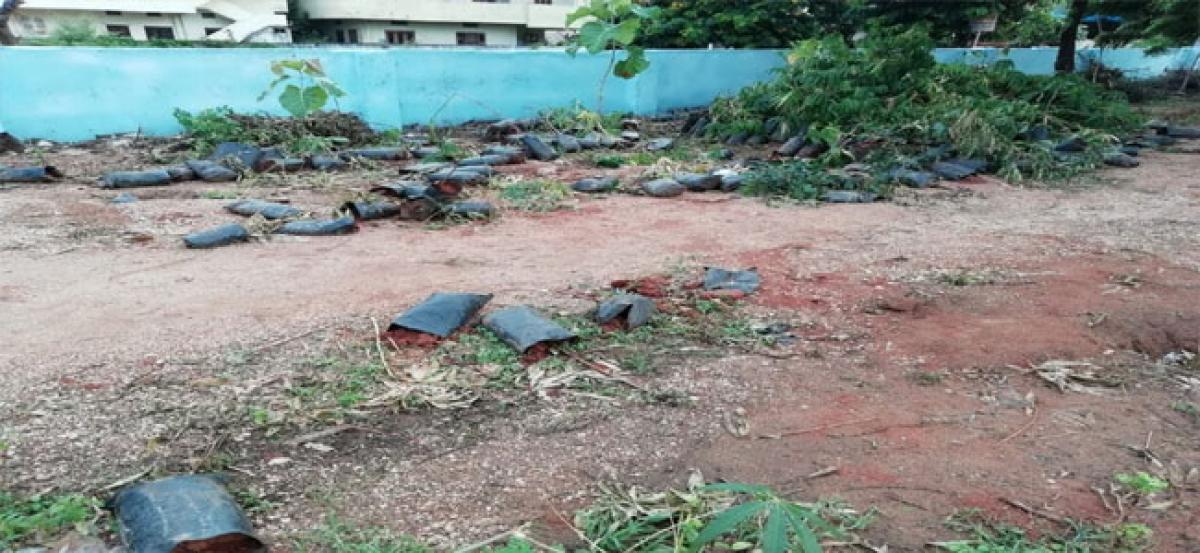 Saplings abandoned recklessly at collectorate