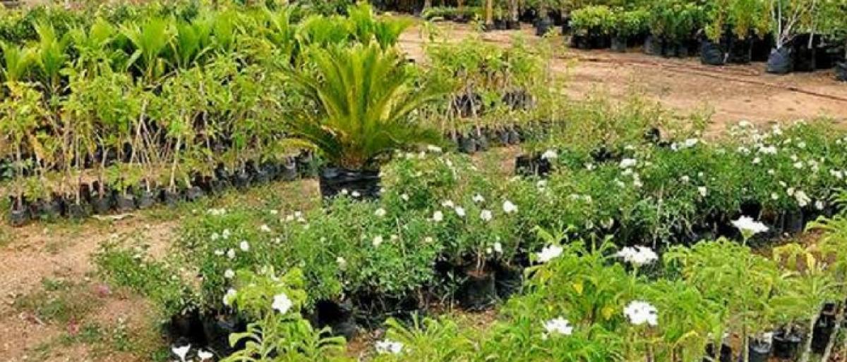 SCCL to plant one crore saplings