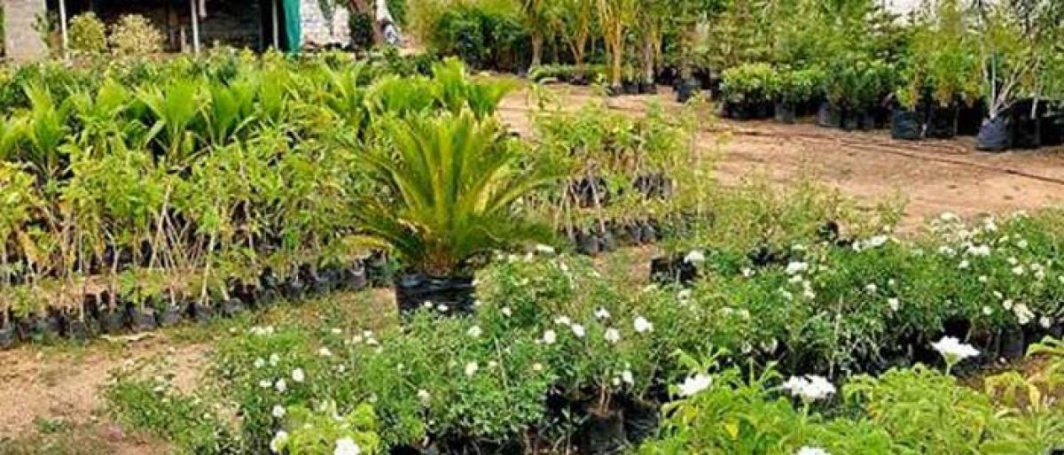 SCCL plants 80 lakh saplings