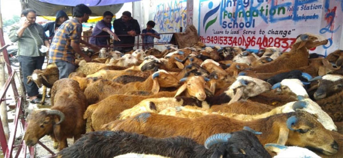 Prices of sheep touch new high this Bakrid