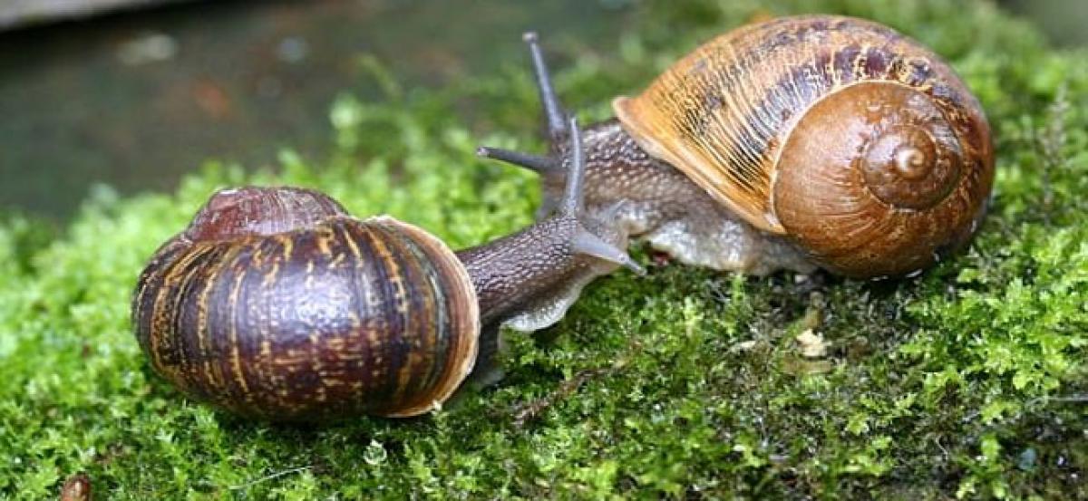 Only when snail grow, the shell grow – HR message of dessert snail