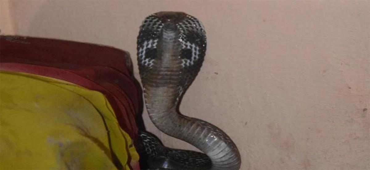 1,716 people died due to snake bites in three years in Odisha