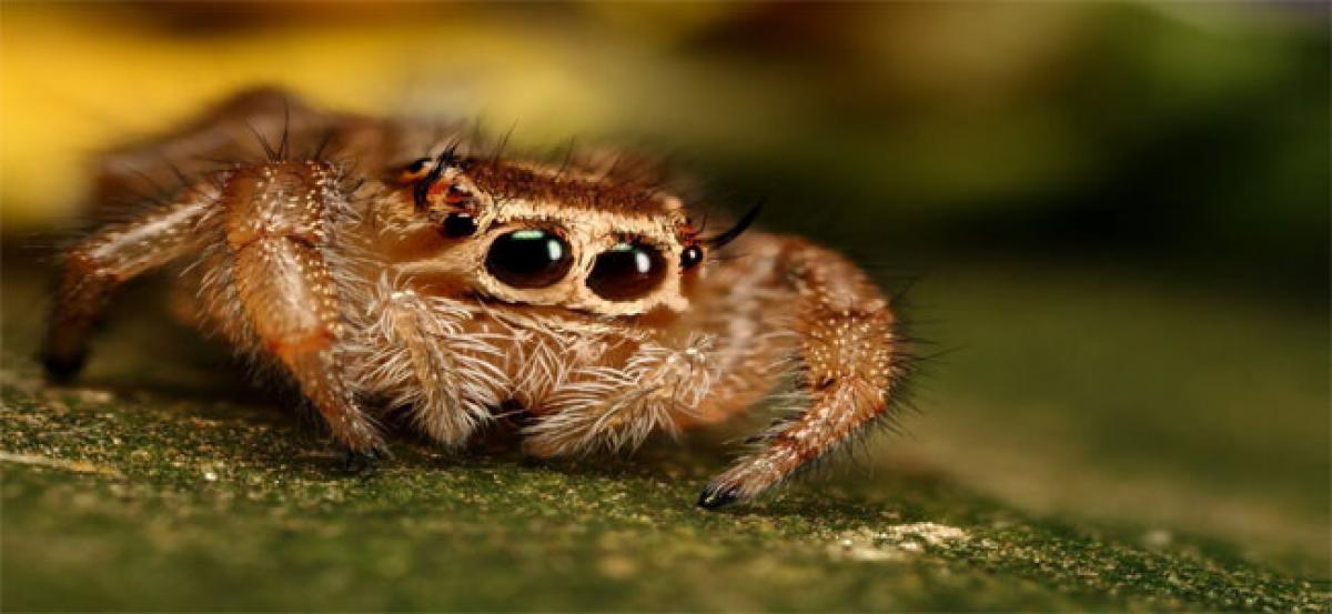 Scientists unravel jumping strategies of spiders