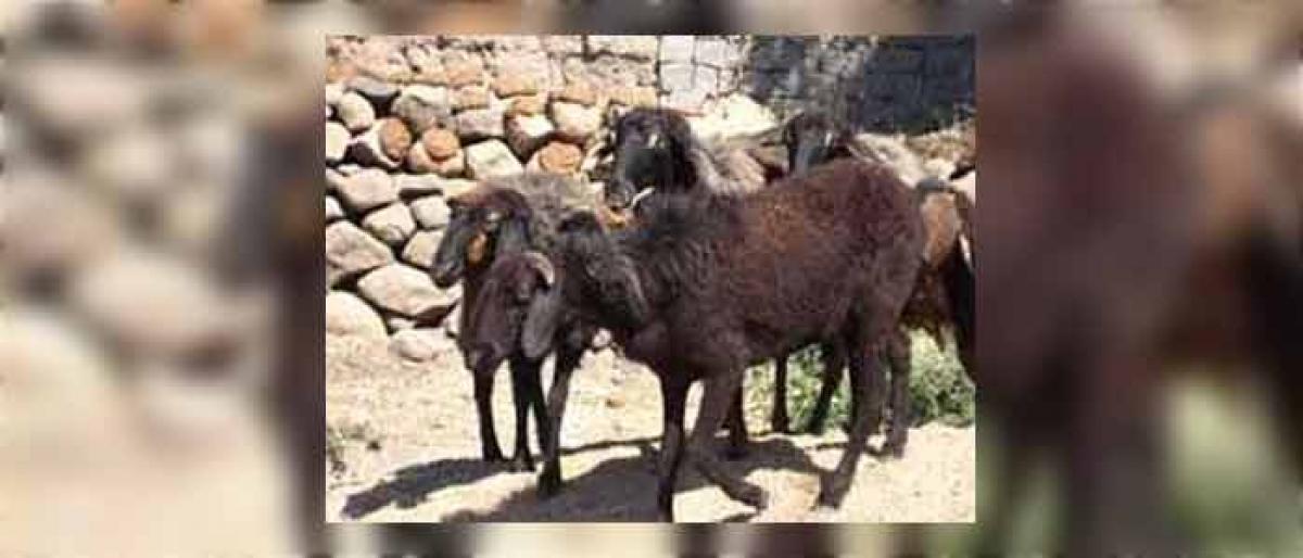 8 held for buying sheep from scheme beneficiaries