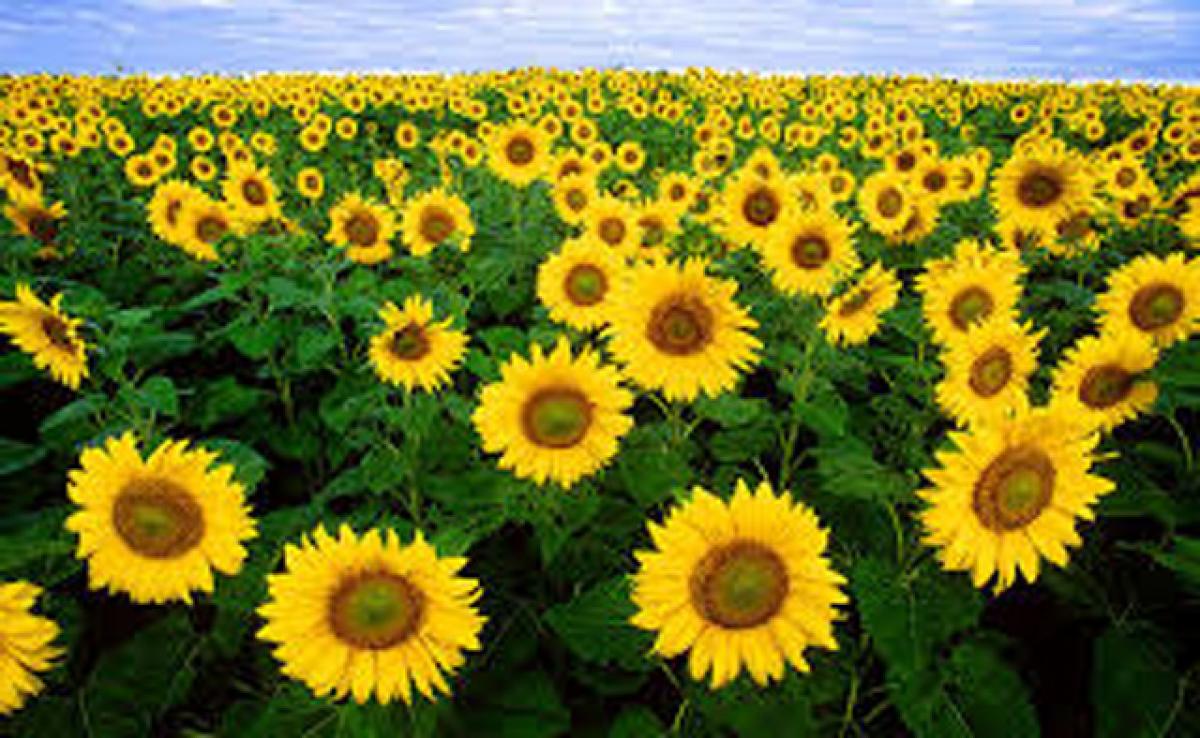 Sunflower prices expected to fetch less than MSP