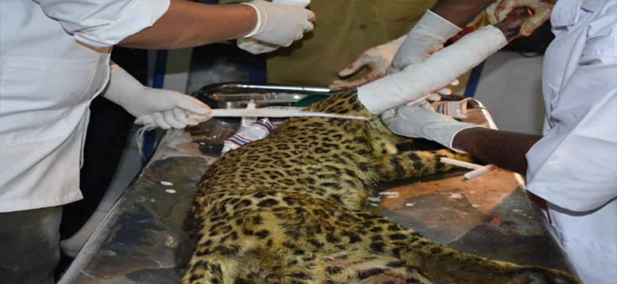 Surgery performed on injured panther
