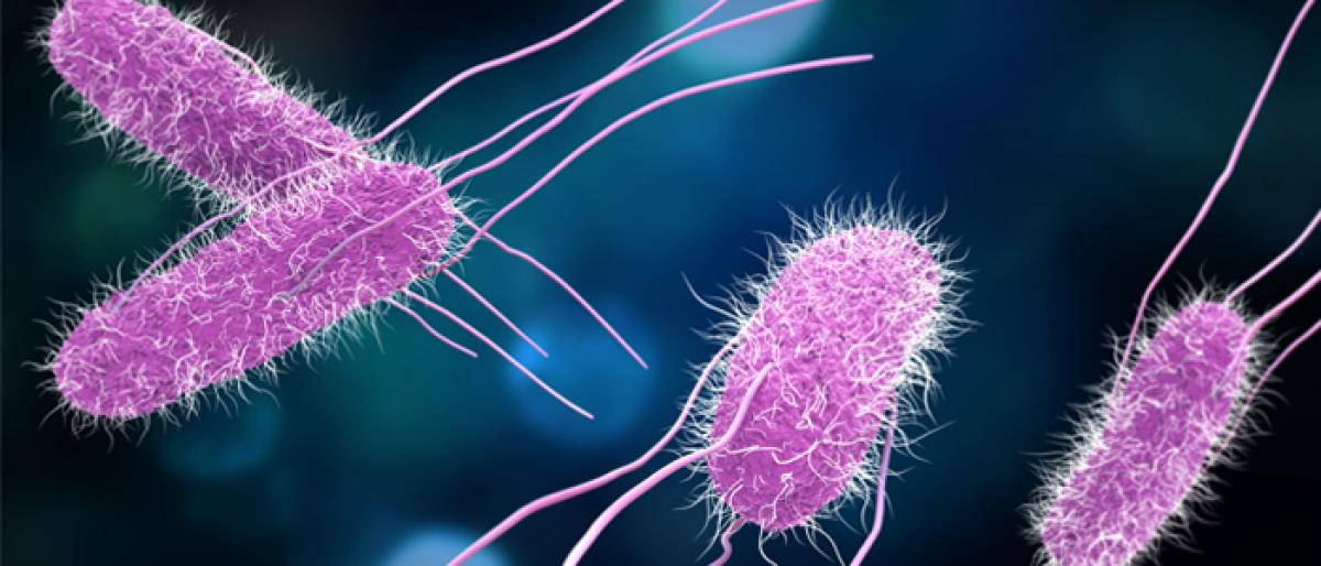 Salmonella resistant to different antibiotics: Study