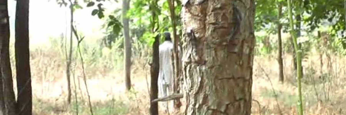 Sandalwood tree worth over a crore stolen from government bungalow in Kota
