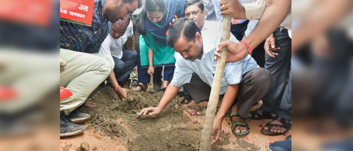 CM Arvind Kejriwal launches mega drive to plant 5 lakh saplings in a day