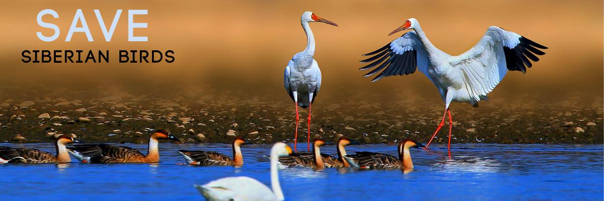 Save migratory Siberian birds