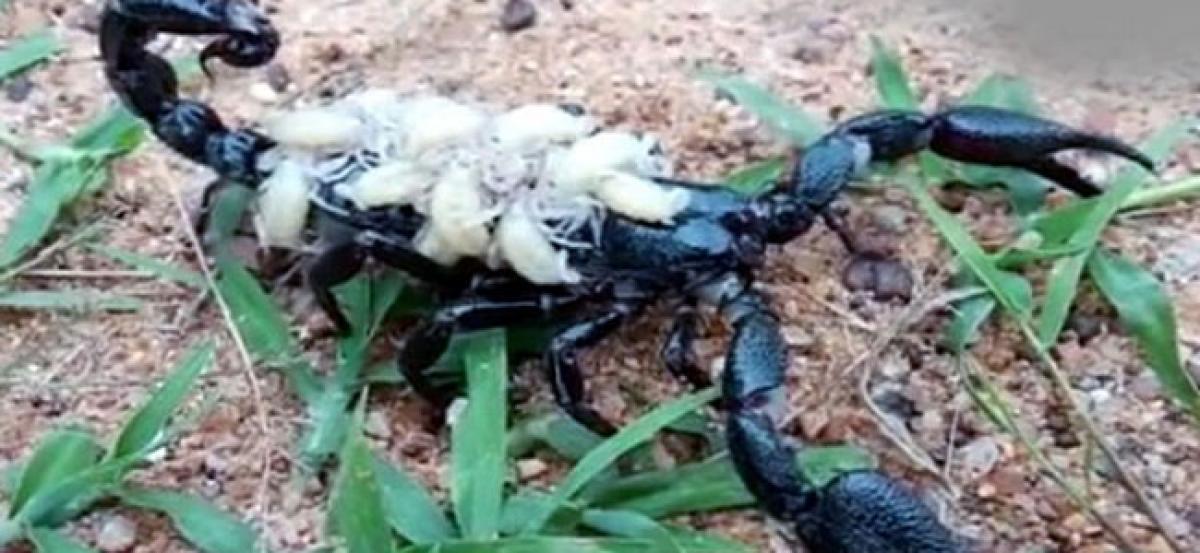 Mother love Scorpion carries her babies on back