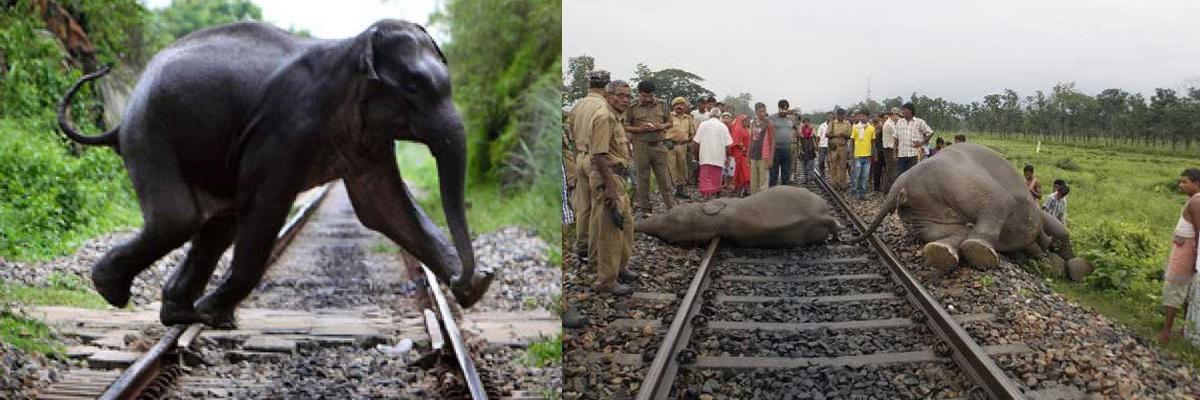 IIT-D-built sensor could prevent elephant deaths on railway tracks