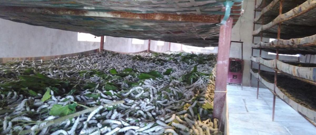 Sericulture reaping profits for ryots