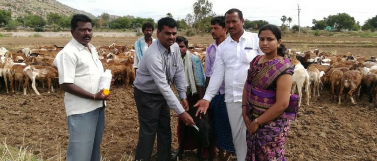 AP feels the heat of Telangana sheep scheme