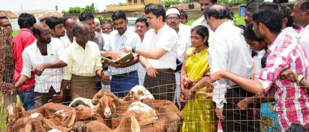 Karimnagar Collector distributes sheep to beneficiaries
