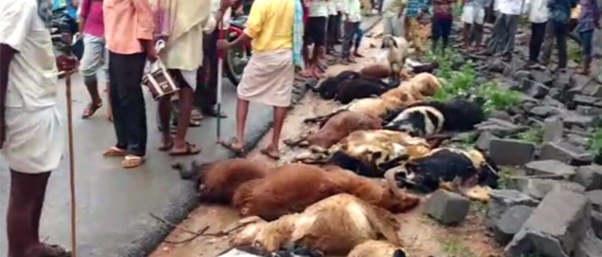 47 sheep die in wall collapse accident in Mahbubnagar district