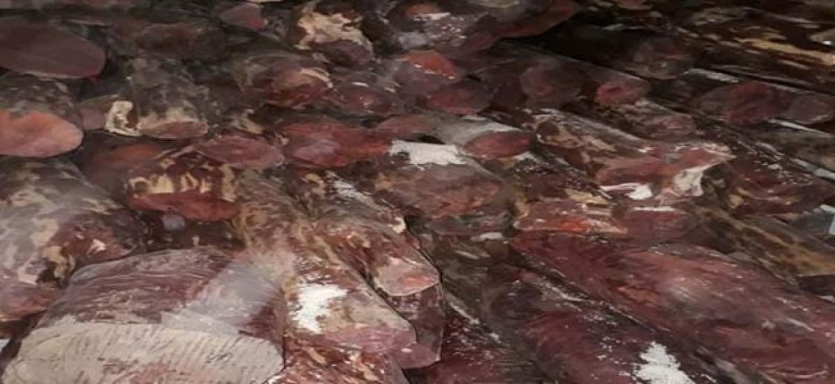 Mumbai: Red sanders wood worth Rs. 4.52 crore seized, 1 arrested