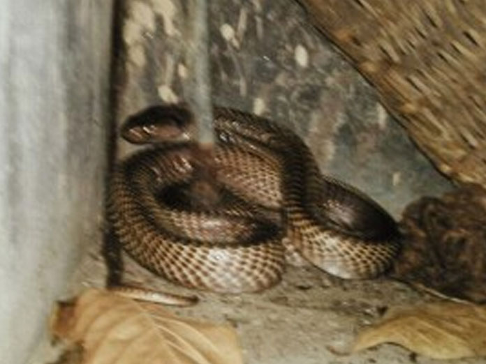 Forest Dept rescues Python and Bronze Back Snake
