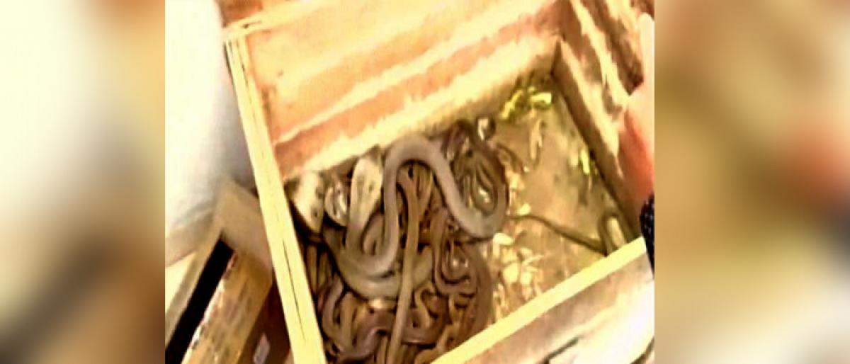 Over 15 snakes rescued in flood-hit Kerala: Wildlife SOS