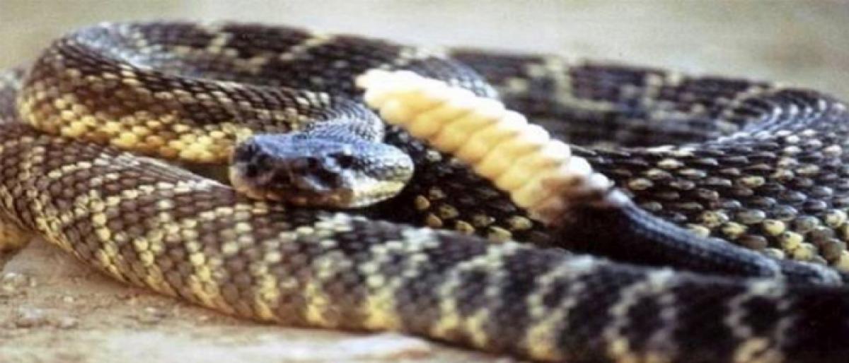Two snakes rescued from residential areas in Delhi