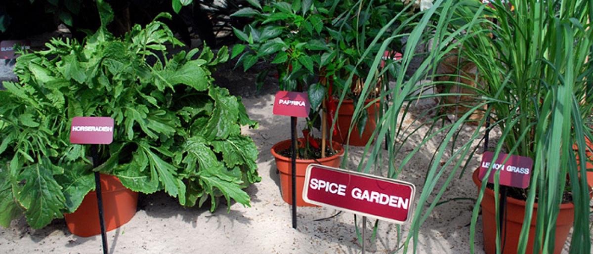 Aroma of herbal gardens to spice up tourism