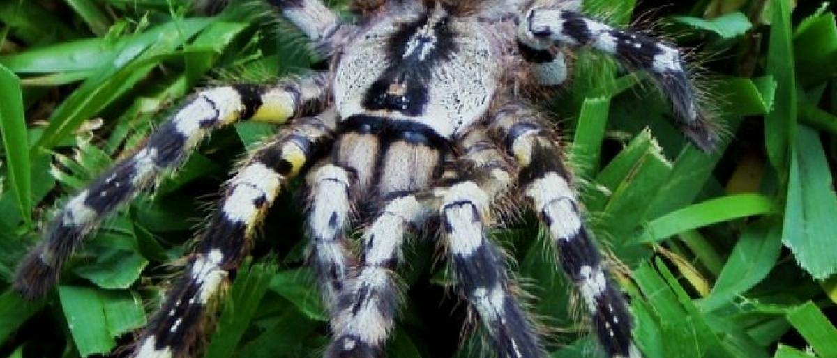 Poisonous spider on prowl in Nallamala