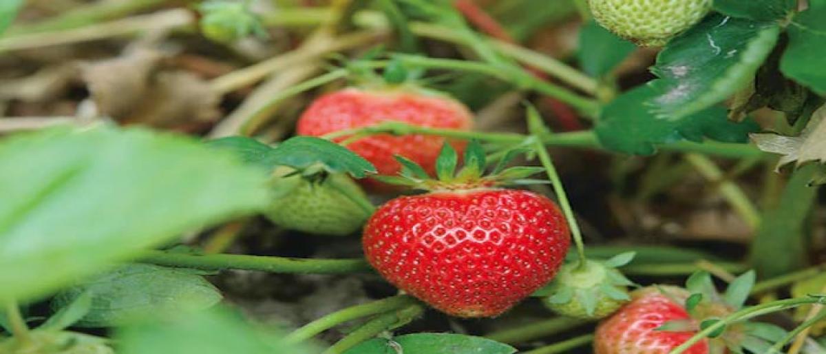 Reaping rich dividends with strawberry farming