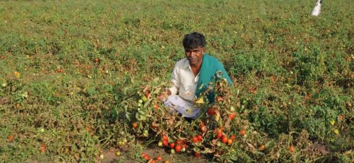 Vegetable farmers complain of sustaining losses