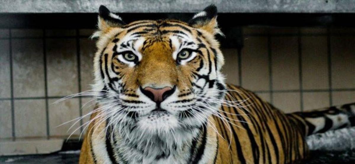 Siberian tiger gets stem-cell hip treatment