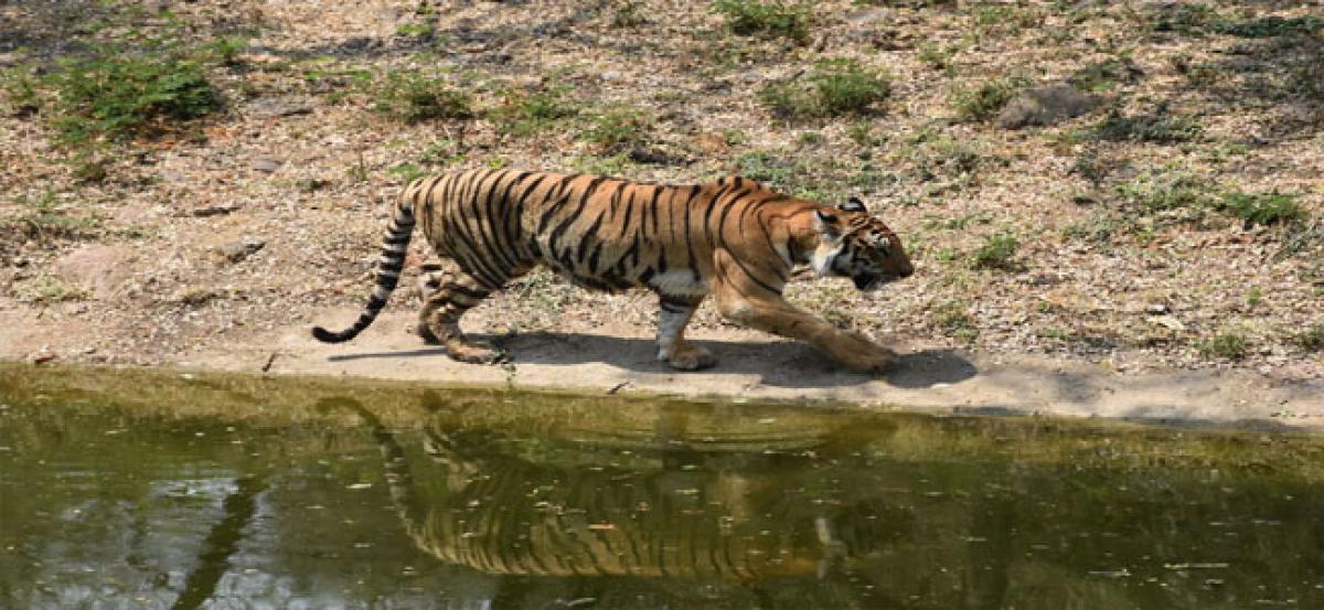 Tiger tops in ‘Adoption scheme’ of Zoo