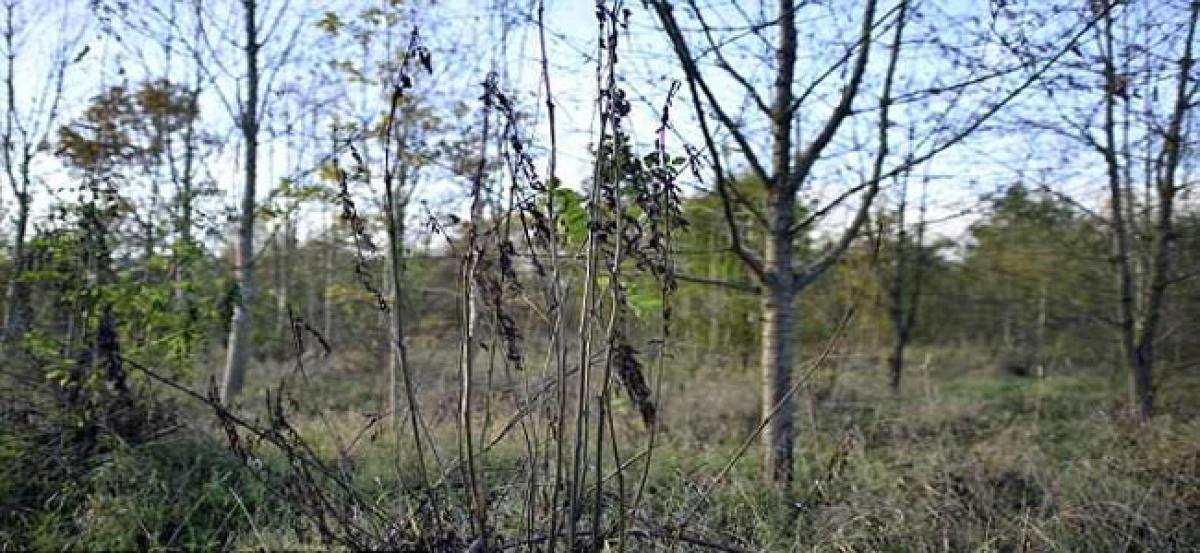 How toxic air is causing malnutrition in trees