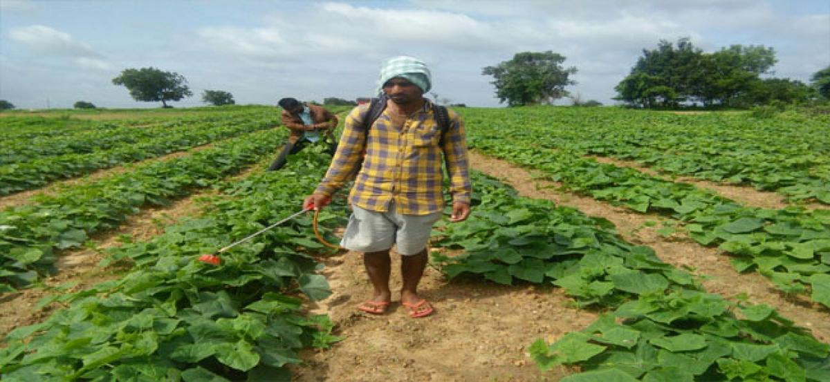 Tribal farmers make a fortune cultivating gherkins