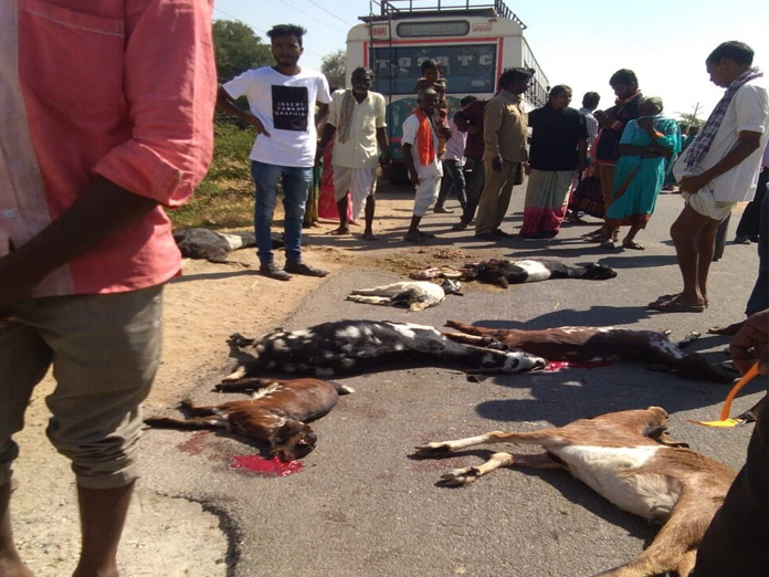Speeding bus ploughs into herd, 9 goats killed in Mahbubnagar