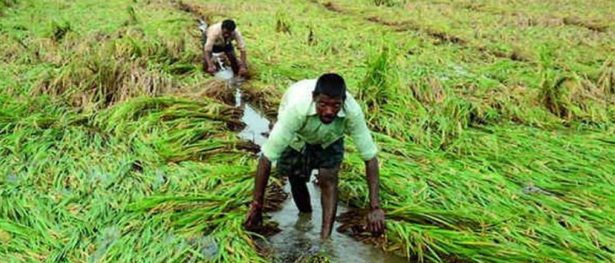 Agri alerts to help Telangana farmers maximise yield, get best price