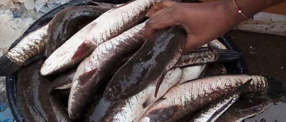 Focus on augmenting fish production